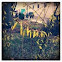 Forsythia