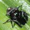 Bold Jumper Spider