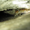 Cave Salamander