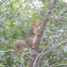 Fox squirrel