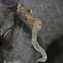 Sap From Our Plum Tree