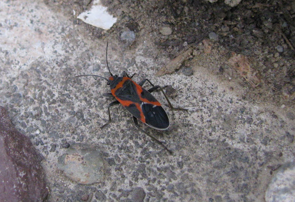 Spotting Image 1