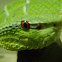 Wagler's Pit Viper