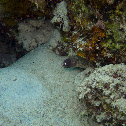 White Eyed Moray