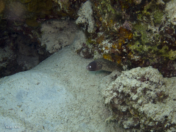 Spotting Image 1