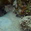 White Eyed Moray