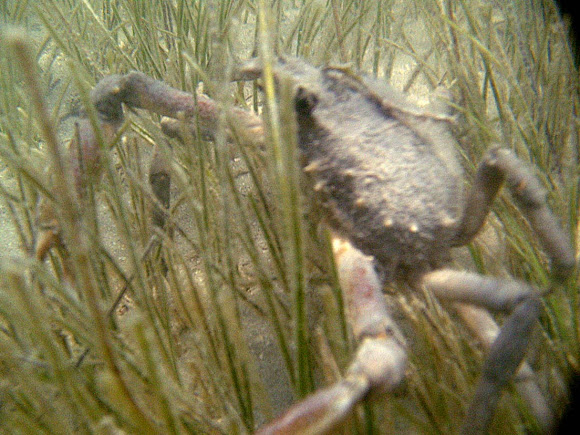 Spotting Image 1