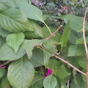 American Beautyberry