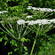 Cow-Parsnip