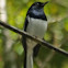Oriental Magpie Robin