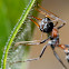 Bulldog Ant