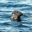 Grey seal