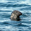 Grey seal