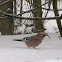 Eurasian Jay
