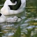Black-Necked Swan