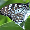 Blue Tiger