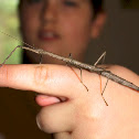 Walking stick