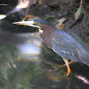 Green Heron