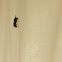 Common wasp