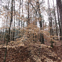 American Beech (winter)