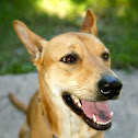 Dingo