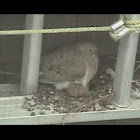 Mourning Dove