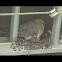 Mourning Dove
