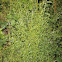 Goose grass