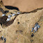 Barnacles