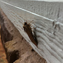 Moth
