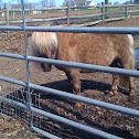 Pony