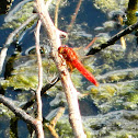 Scarlet Skimmer Dragonfly