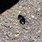 Unknown spotting