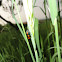 Froghopper