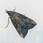 Green cloverworm