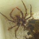 Decorator crab