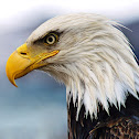 American Bald Eagle