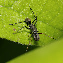 Black Ant mimic Jumping Spider(Male)