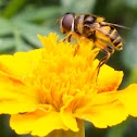 American Hover Fly