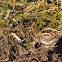 Jack Snipe