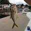 Crevalle Jack