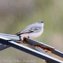White Wagtail; Lavandera Blanca