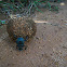 dung beetle