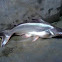 catfish