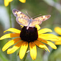 Pearl Crescent Butterfly