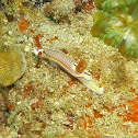 Hypselodoris emma