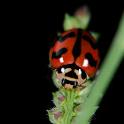 Ladybug