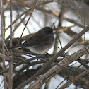 Dark-eyed Junco