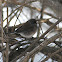 Dark-eyed Junco