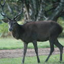 Stag